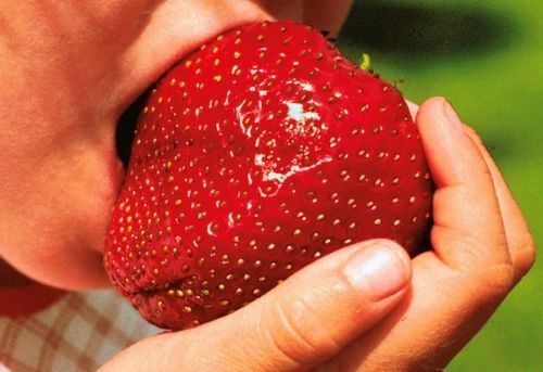 Semi fragola gigante 50 - di, gigante,