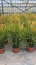 Euphorbia tirucalli firesticks - euphorbia,