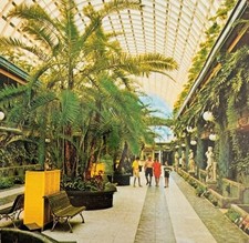 Cartolina anni 80 Kapor Tree