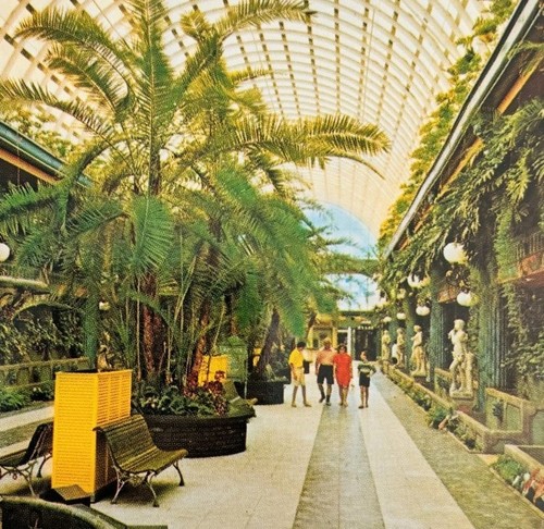 Cartolina anni kapor tree - 80,