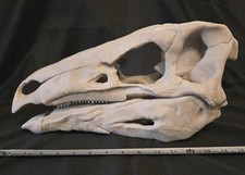 Stegosaurus Replica Skull