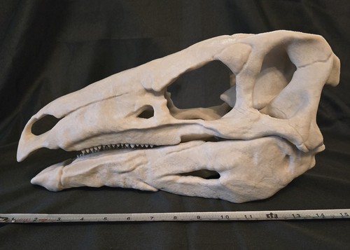 Stegosaurus replica skull - stegosaurus,