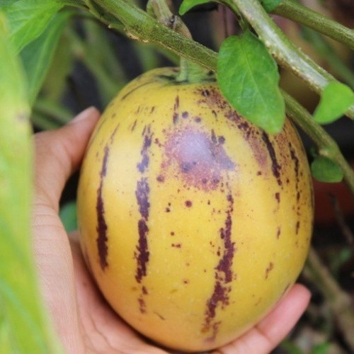 Solanum muricatum pianta - pianta, di