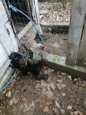 16  Uova Feconde Di Brahma 