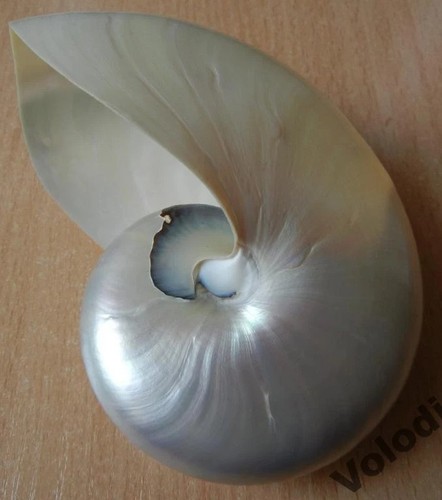 Perla nautilus conchiglia - perla,
