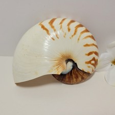 Nautilus mezzo guscio taglio