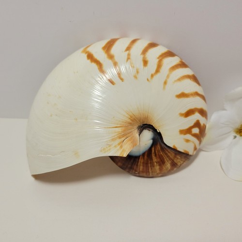 Nautilus mezzo guscio - , taglio