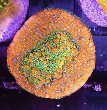 Acquario marino corallo Montipora corsa oro 