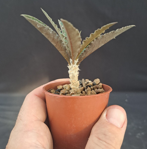 Euphorbia suzannae marnierae - euphorbia, suzannae-marnierae