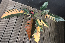 Pianta philodendron caramel - pianta,