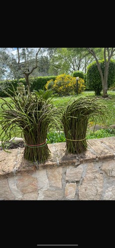 Semi asparagi selvatici - di,