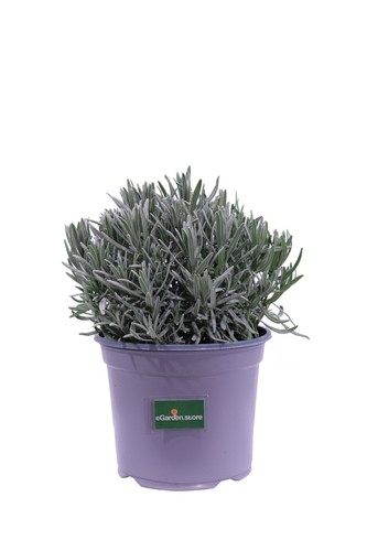 Pianta vera lavanda - pianta,