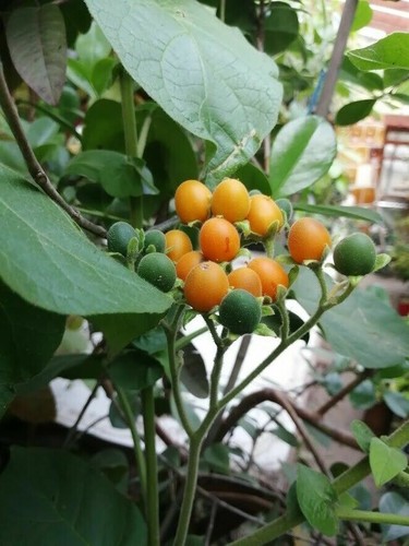 Tamarillo nano solanum - nano,