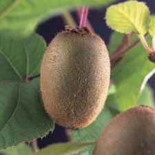Pianta frutto kiwi jenny - pianta, da