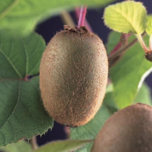 Pianta frutto kiwi - da,