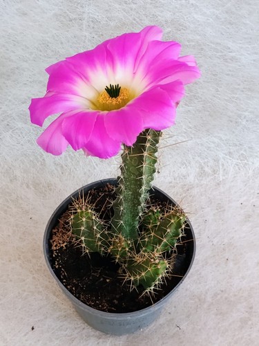 Echinocereus vaso cm - vaso,