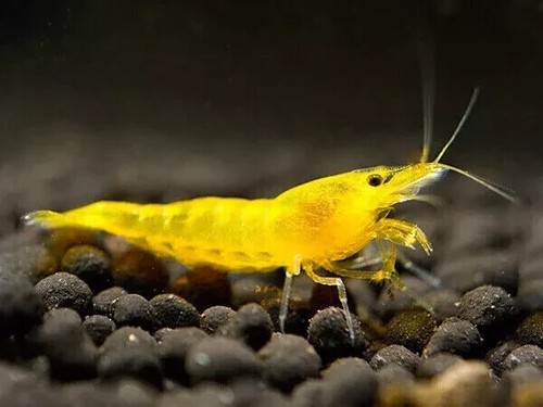 Lotto neocaridine caridina - lotto, x