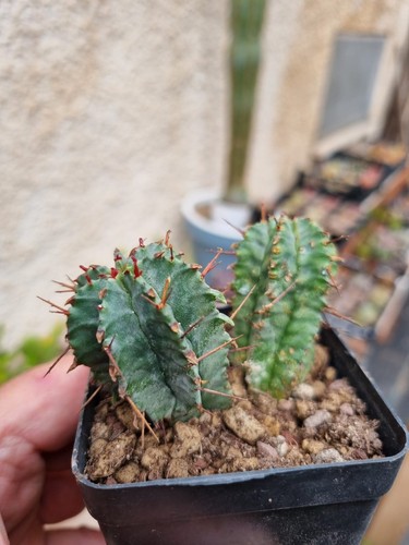 Euphorbia horrida cactus - euphorbia,