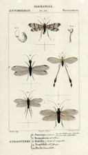 ZOOLOGIA - ENTOMOLOGIA -