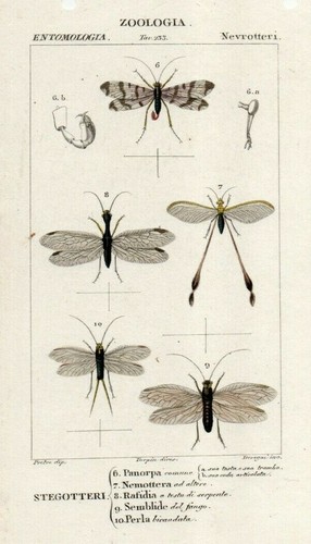 Zoologia entomologia - zoologia,