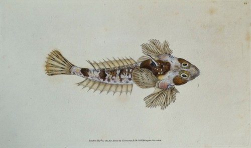 Antica stampa pesce sordid - pesce,