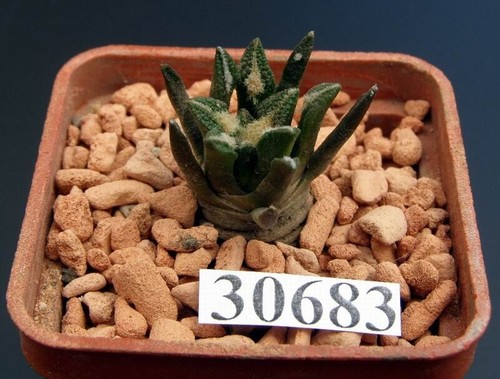 Ariocarpus bravoanus - , x