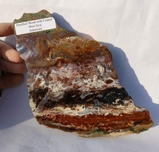 459g raro legno pietrificato