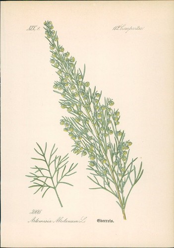 Chromolithographie hofraute - chromolithographie,