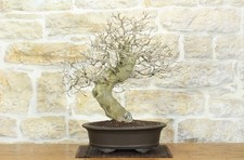 Bonsai di Gelso Nero (8)