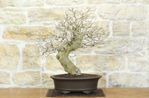 Bonsai gelso nero - bonsai,