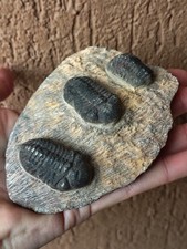 Fossili * PIASTRA CON