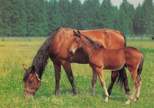 Bamforth cats dogs horses - ,
