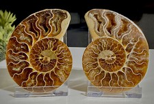70mm Madagascan Ammonite