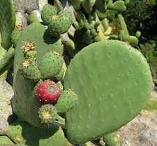 Semi di cactus Opuntia ficus
