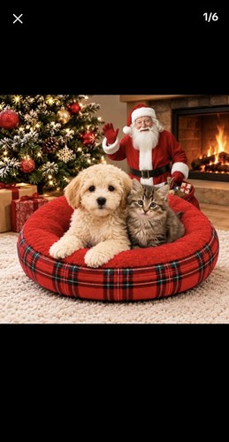 Cuccia per cani - e, gatti