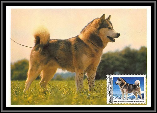 49075 1367 alaskan - alaskan, malamute