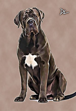 Cane Corso "Man's Best Friend"