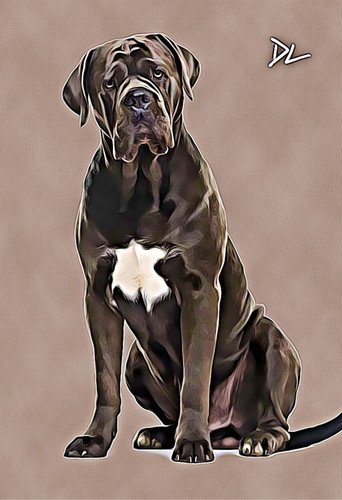 Cane corso man - corso, "man's