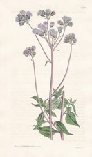 Ageratum Coelestinum Fiore