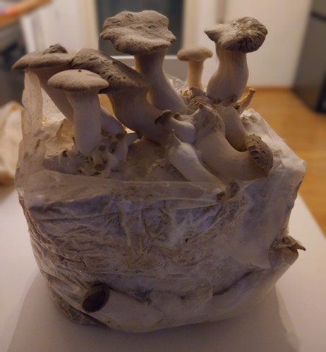 Micelio liquido king oyster - micelio,