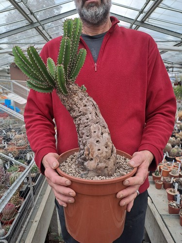 Euphorbia mlanjeana - , (malawi)