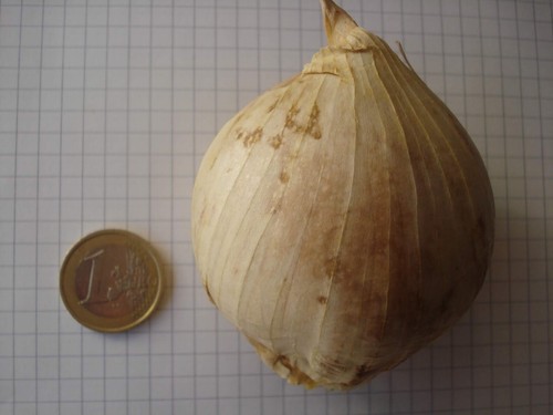 Aglio gigante aglione 10 - gigante, aglione,