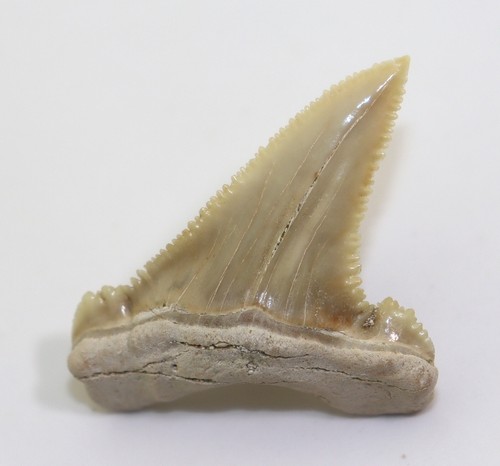Dente squalo - di,