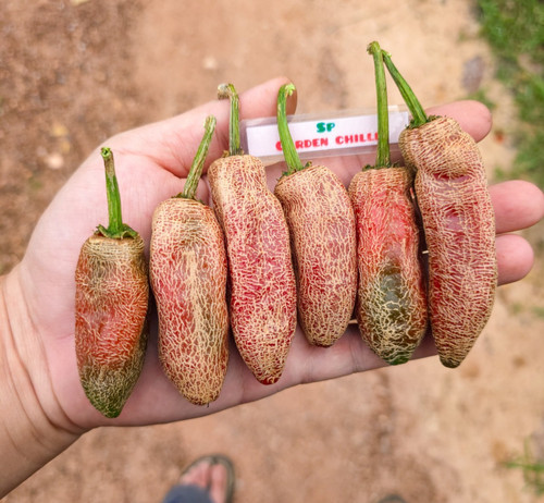 Semi jalapeno farmer - semi, market
