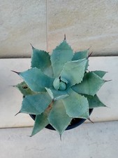 Agave seemanniana pygmaea 