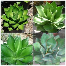 10 semi di agave chiapensis 