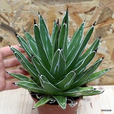 Agave regina vittoria Vaso 10
