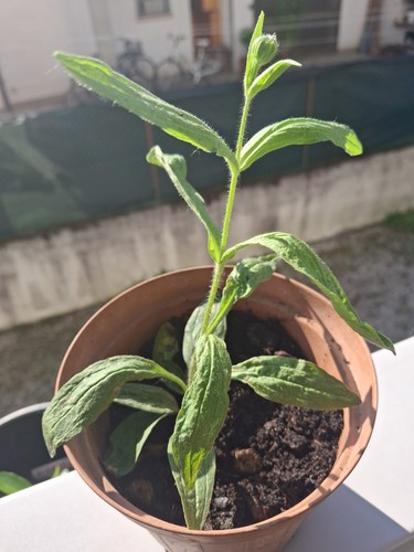 Pianta arnica americana - arnica,