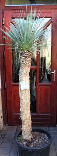 Yucca rostrata tronco - tronco, /