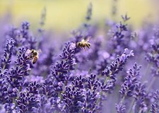 Lavender Seeds, Vera English